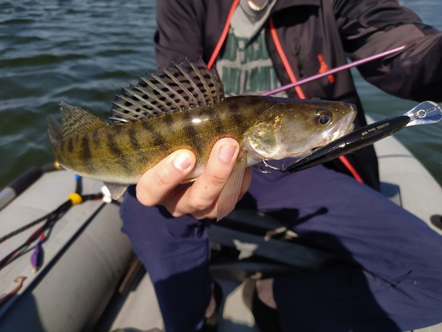 <a href=https://lovisnami.ru/category-v/akara-lures-sima-2121?utm_source=vk-news&utm_campaign=vk-news-wall>Воблеры Akara Sima - РыбачОК</a>