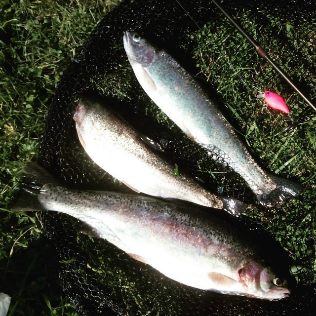 Воблер JACKALL Chubby один из лучших и самых стабильно работающих приманок для ловли форели. 