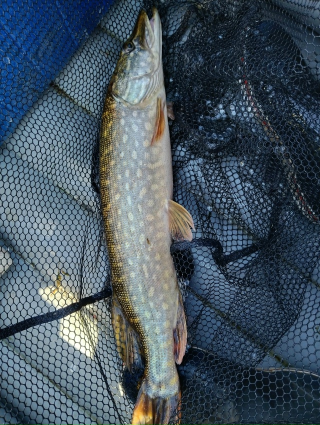 Начало октября. Бабье лето. Активность щуки резко возросла. Клевало жадно, много, и средне крупно. Погода была шикарная. Клевало круто с 14 до 17 часов. Иногда случались дуплеты!!