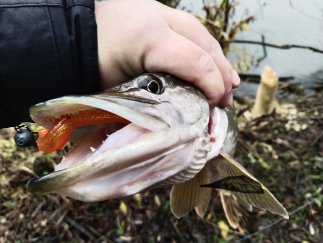 Frapp Snatcher на картинке и правда был очень похож на Keitech Easy Shiner 