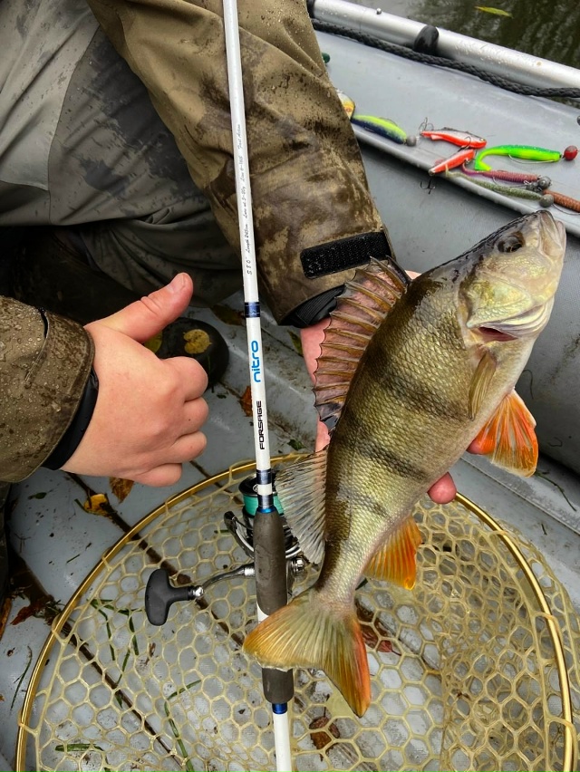 Вчера целый день шёл дождь. Рыбы поймано не много. Поклёвок мало. Но качество окуней просто зашкаливающее!!!