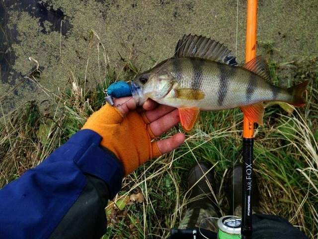 Спиннинги Forsage Mr. Fox со скидкой 30% с 24.11 по 01.12