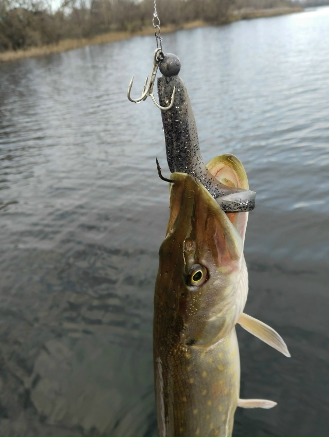 В эхолот щуку, стоящую рядом с белью, хорошо видно. Иногда она клюёт, но чаще нет. Из под бели также иногда поклёвывают судачки и крупные окуни. Календарная зима уже стартовала, но погода осенняя.