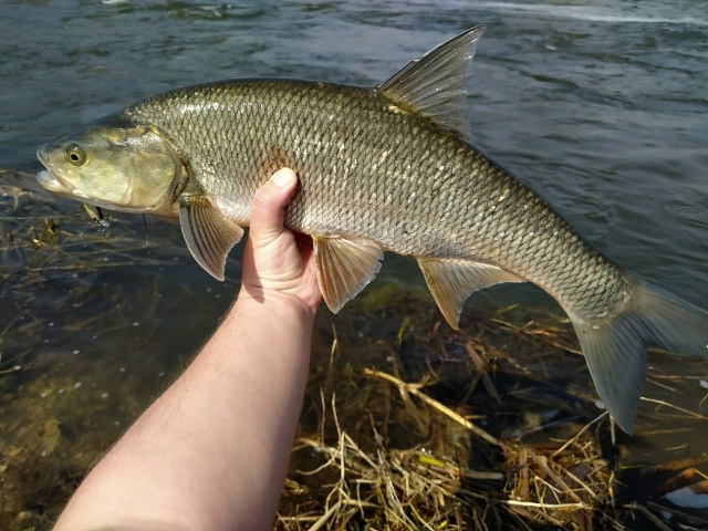 Один из лучших и стабильных воблеров для ловли жереха Zipbaits Rigge 56S