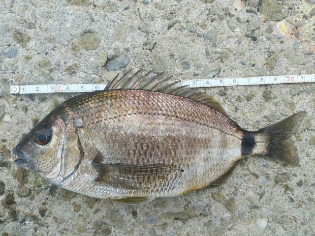 Спиннинги Forsage Nitro Travel со скидкой 20% по промокоду 777