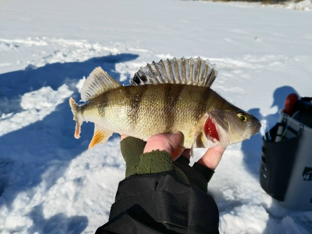 Очень бодрые речные окуни. Все поклёвки очень жадные, удочка из рук чуть ли не выскакивает. Балансир частенько был в шахте! 