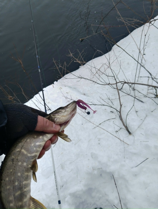 Первые спиннинговые рыбки. Шнурки активны. Крупняк пока спит. Снега море, дойти до лучших мест пока не реально.