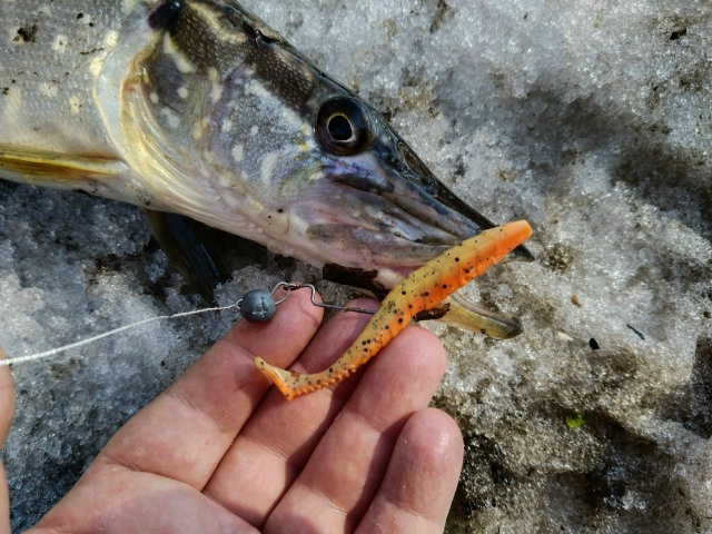 Снега в Орловской области ещё очень много. Ночью морозы, днём небольшой плюс. Половодки нет пока. Щука, как ни странно, не активна. Поклёвок мало. Попробовали половить на разных участках реки — результат слабый.