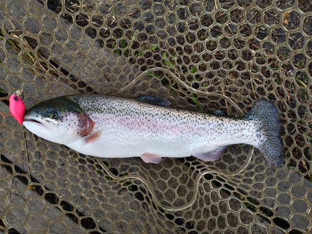 Воблер JACKALL Chubby один из лучших и самых стабильно работающих приманок для ловли форели.  