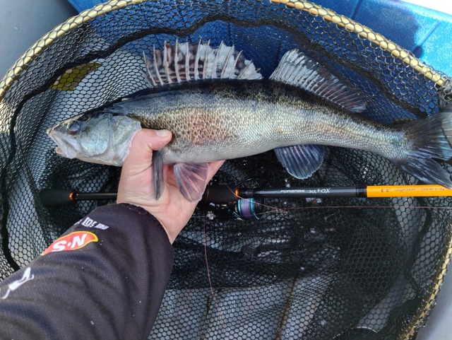 Октябрь. Осень. Сильные ветра. Постоянная смена погоды. То дождь, то солнце. Ближе к вечеру распогодилось слегка. Солнышко даже пригревало, а ветер не надолго стих полностью. Тут и случился выходок судачка. Бил жадно и мощно. Клевал и на кислоту и на мото