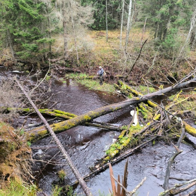 Спиннинги Forsage Military Solid : отличный компаньон в поисках пятнистых красавиц 🍂👍 