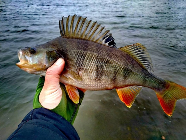 Очень кайфово ловить лёгкими снастями окушков. Лёгкий джиг и мелковоблеры. Осенью то солнце, то пасмурно, то дождь. Окунь то гоняет малька, то исчезает как будто его нет в водоёме. Спустя какое то время снова начинает активничать. Рыбы штучные, но размерч
