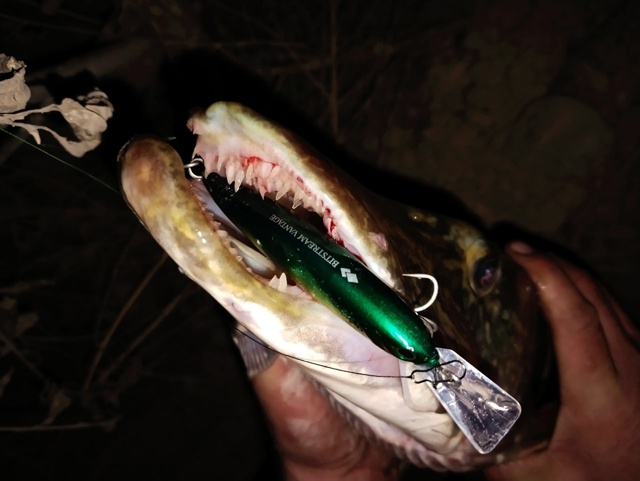 Скидка 40% на японские воблеры TACKLE HOUSE! 🔵🔵🔴  