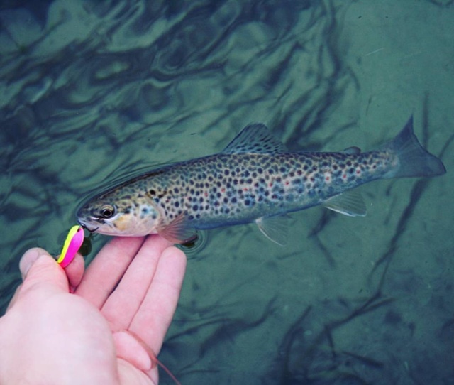 Остатки блёсен Forest по супер вкусным ценам после регистрации 