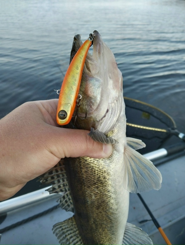 Вибы Frapp ловят не только зимой.  