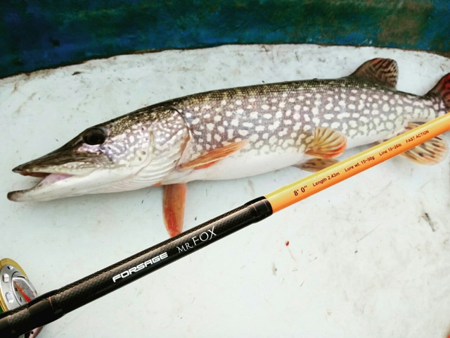 Все щуки пятнистые, но такие разные и красивые по своему!  