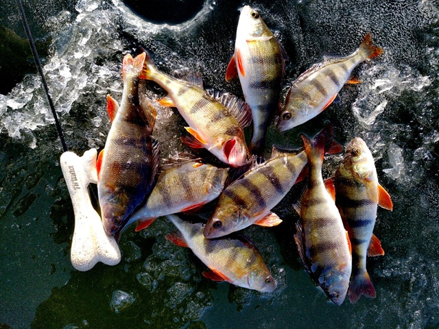 Скидка на все зимние блёсны EcoPro с 07.11 - 13.11 вкл. 