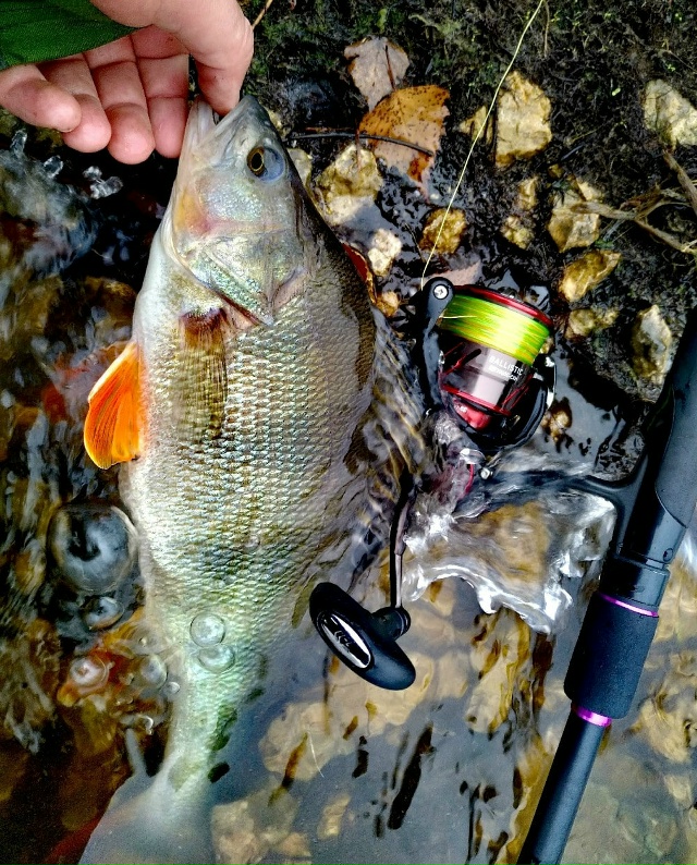 Просто красивая фотка осеннего окуня😍