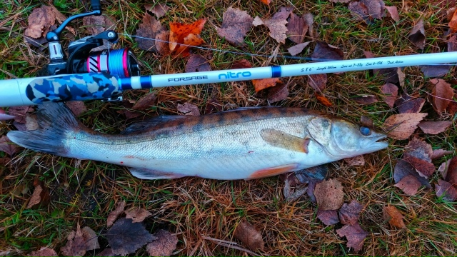Уверенность  в спиннинге , это  так же важно как и уверенность в себе! Надёжный  друг , приятный дизайн по слишком заманчивой цене! 