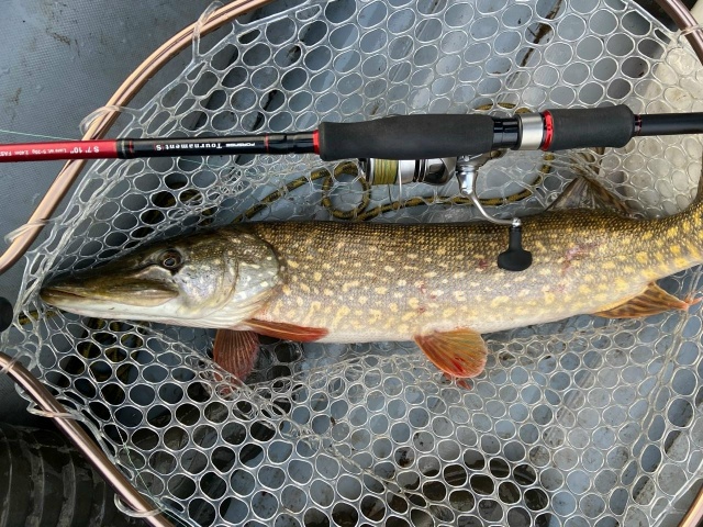 Зима уже классически задерживается. И если лет 20 назад я на ноябрские каникулы ловил уже на небольшой речке со льда, то в современных реалиях льда ждать пока не приходится. Ситуация на водоёмах сложная. Рыба не скатилась в ямы, на которых её можно халявн