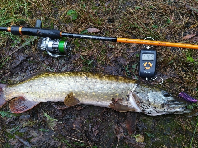 Спиннинги Forsage Mr. Fox со скидкой 30% с 24.11 по 01.12 