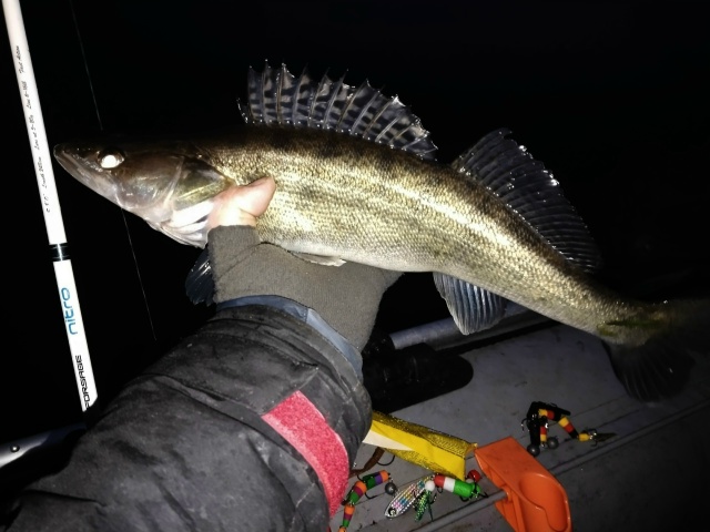 В течение дня поклёвок, по сути, не было — лишь несколько неуверенных тычков и смутных контактов. Пару раз рыба откусывала хвостики у приманок. Однако с наступлением сумерек всё же случилась долгожданная активизация. И удалось заполучить несколько чётких 