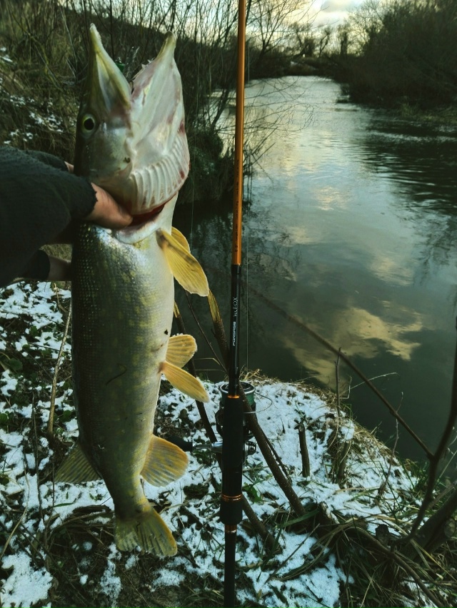 Настоящая зима всё ближе и ближе. Морозцы по ночам крепчают понемногу, да и днём уже не плюс. Пруды давно замёрзли, а речки пока нет. На удивление, одна щука клюнула на большую яркую резинку и искренне удивила, в это время щука обычно уже довольно пассивн