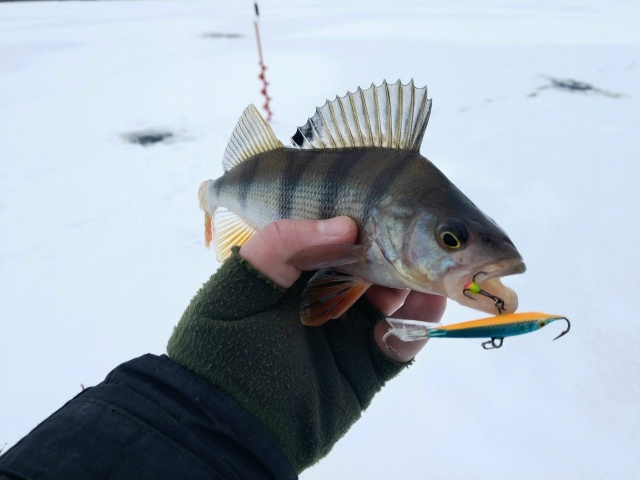 Сезон ловли со льда открыт. Черноземье, пруд. Ловля ведётся по руслу небольшого извилистого ручья. Глубина — 5–6 метров. По классике: на блесну — мельче, на балансир — покрупнее.