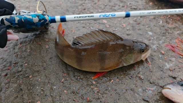 Спиннинги Forsage 💪 