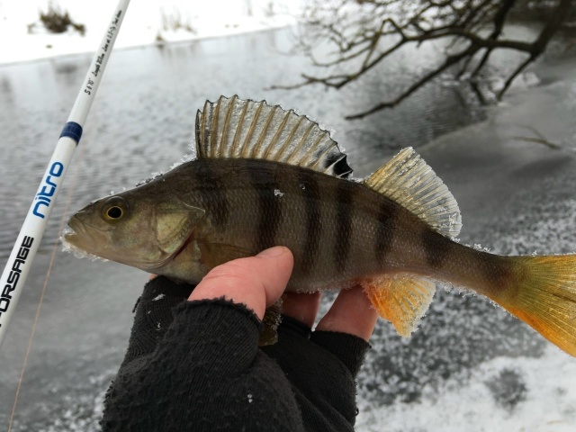 Спиннинги Forsage Nitro со скидкой 20% по промокоду 777 