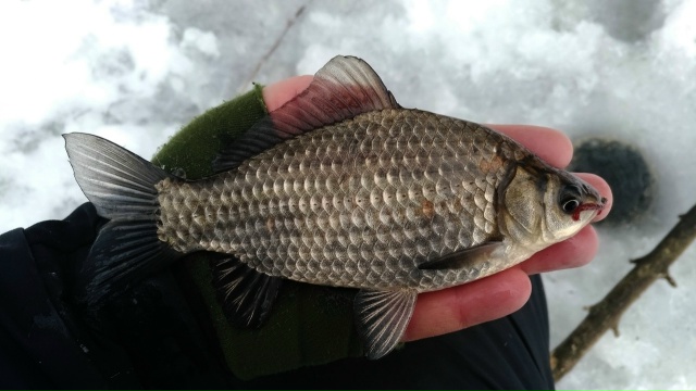 Зимние карасики прекрасны!