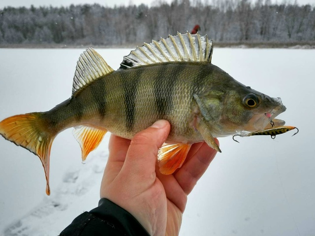 Балансиры Kuusamo (Финляндия)  