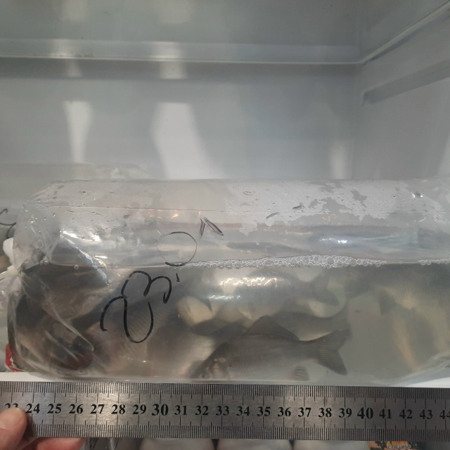 Живец карась (20шт.) 