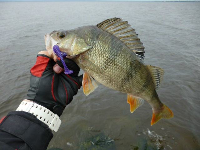 Скидка 5% по промокоду 777 на все силиконовые приманки Keitech <a href=https://lovisnami.ru/category/silikonovye-primanki-keitech-yaponiya-2150?utm_source=vk-news&utm_medium=post&utm_campaign=vk-news-wall>Силиконовые приманки Keitech - РыбачОК</a>  