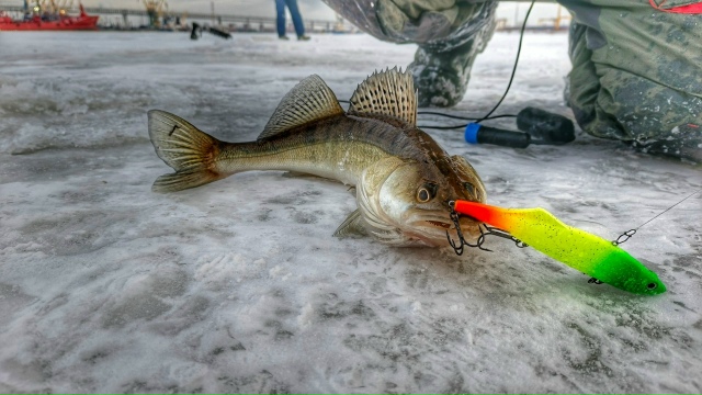 Не знаю как в других регионах , но в Питере говорят , судак клюёт только  на Вибы ECOPRO Kuda 🤫 