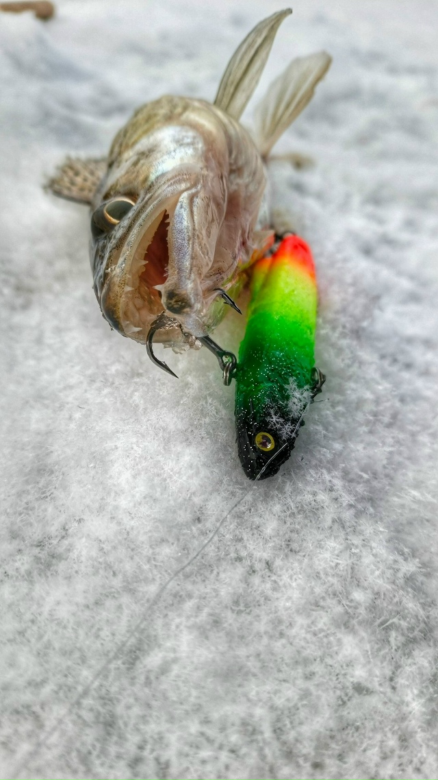 Воблер Akara раттлин Soft Roll - Отлично подходит для ловли судака в отвес со льда, а благодаря разным размерам позволяет облавливать даже глубоководные участки и места с сильным течением. Выпускается в трех размерах 70, 80 и 90 мм. Теперь и новые сочные 