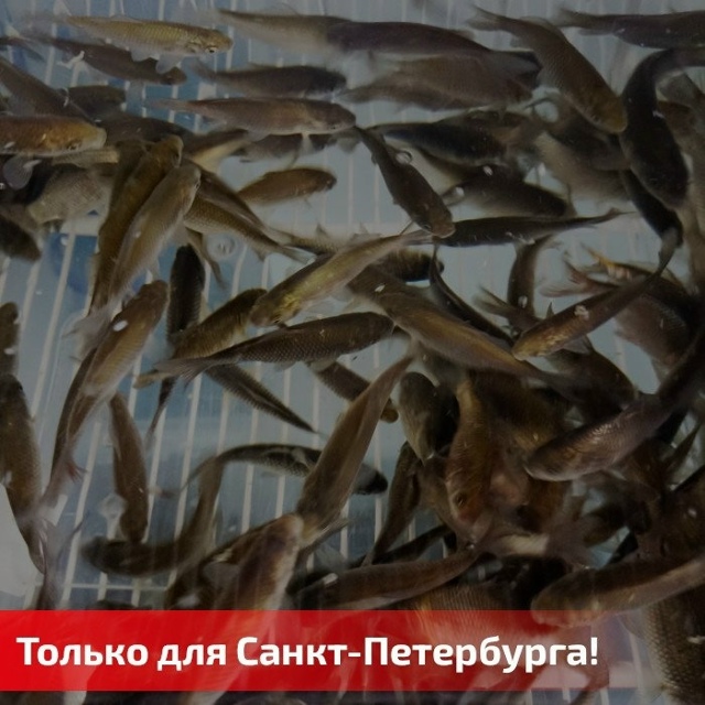 Друзья! У нас в продаже появился ЖИВЕЦ!🔵🔵🔴 