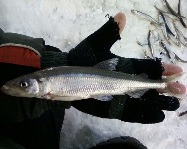 Корюшка поклёвывает чуть по чуть.