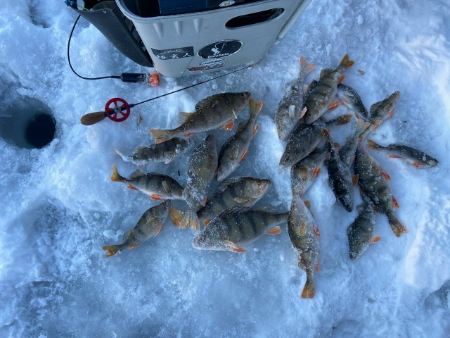 Очень бодрые речные окуни. Все поклёвки очень жадные, удочка из рук чуть ли не выскакивает. Балансир частенько был в шахте!  