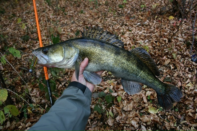 Спиннинги Forsage Mr. Fox со скидкой 20% по промокоду 777 