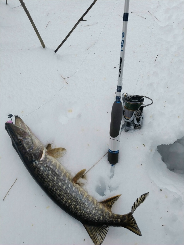 Первые спиннинговые рыбки. Шнурки активны. Крупняк пока спит. Снега море, дойти до лучших мест пока не реально.