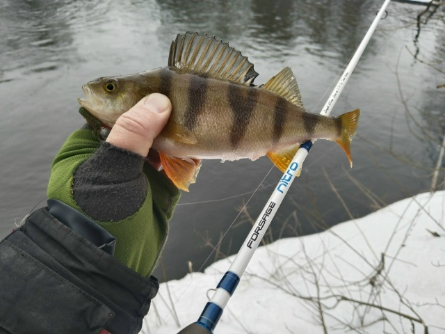 Ещё одна микроджиговая рыбалка. Раньше рыба ловилась впритирку с корягами, и поэтому расход приманок был большой. На этой рыбалке окунцы вышли из глухого коряжника. В целом полосатые были активные и клевали на довольно резкие подбросы и более тяжёлые груз