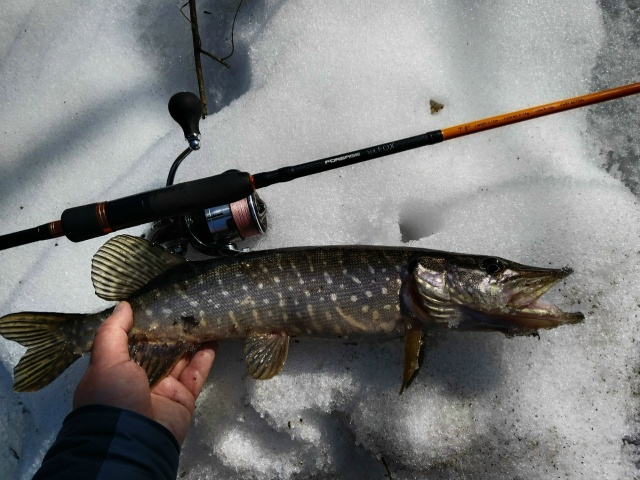Снега в Орловской области ещё очень много. Ночью морозы, днём небольшой плюс. Половодки нет пока. Щука, как ни странно, не активна. Поклёвок мало. Попробовали половить на разных участках реки — результат слабый. 