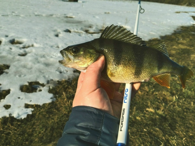 Почти на всех реках уровень воды поднят (или повышен), и прозрачность, пригодная для ловли, может быть только утром после ночных заморозков. Выбрался на широкий разлив небольшой реки, чтобы попробовать половить окуня на отводной поводок. Забросы дальние, 