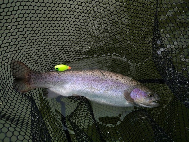 Воблер JACKALL Chubby один из лучших и самых стабильно работающих приманок для ловли форели. 