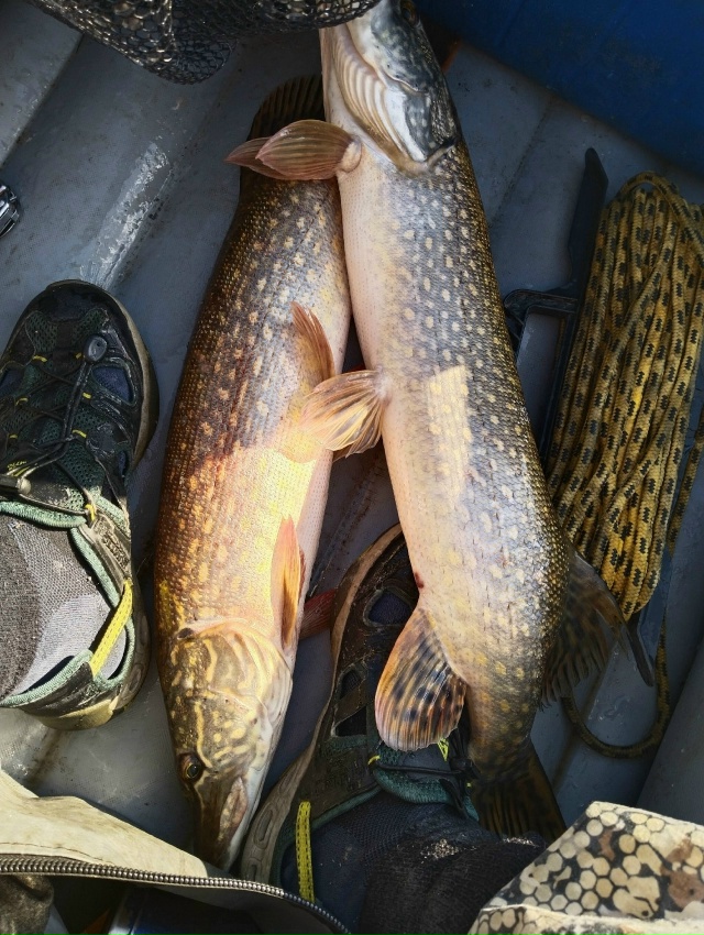 Начало октября. Бабье лето. Активность щуки резко возросла. Клевало жадно, много, и средне крупно. Погода была шикарная. Клевало круто с 14 до 17 часов. Иногда случались дуплеты!!