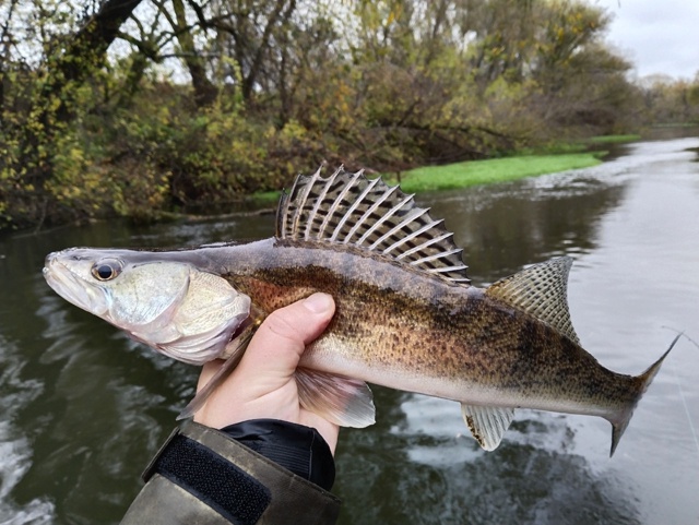 Вчера целый день шёл дождь. Рыбы поймано не много. Поклёвок мало. Но качество окуней просто зашкаливающее!!!