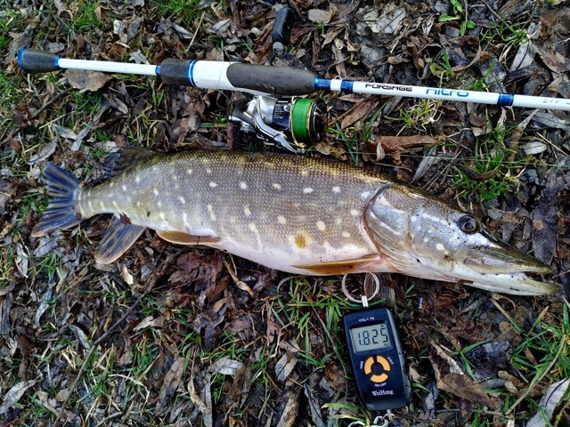 Все щуки пятнистые, но такие разные и красивые по своему! 