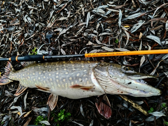 Словил парочку джиговых русловых щук. 1.5 и 3 кг 