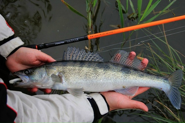 Спиннинги Forsage Mr. Fox со скидкой 30% с 24.11 по 01.12